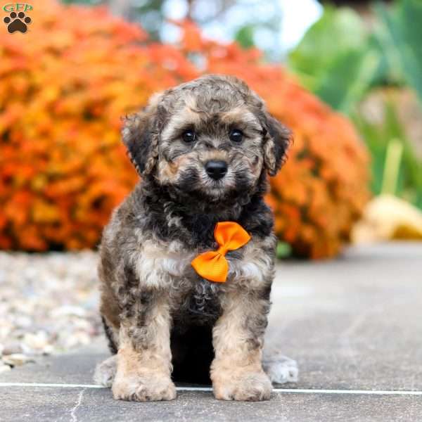 Milo, Bich-Poo Puppy
